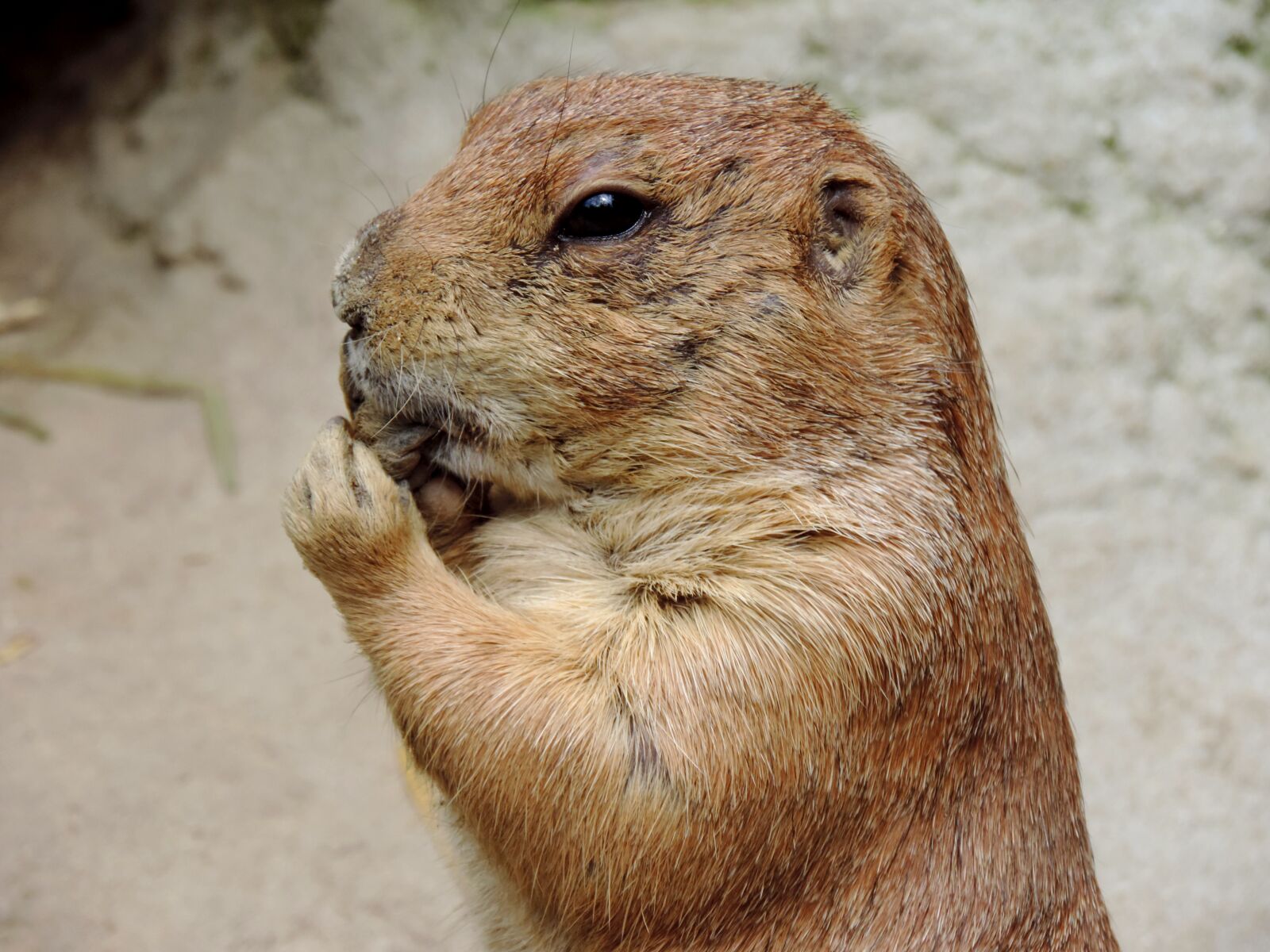 Nikon Coolpix P520 sample photo. Marmot, rodent, gophers photography