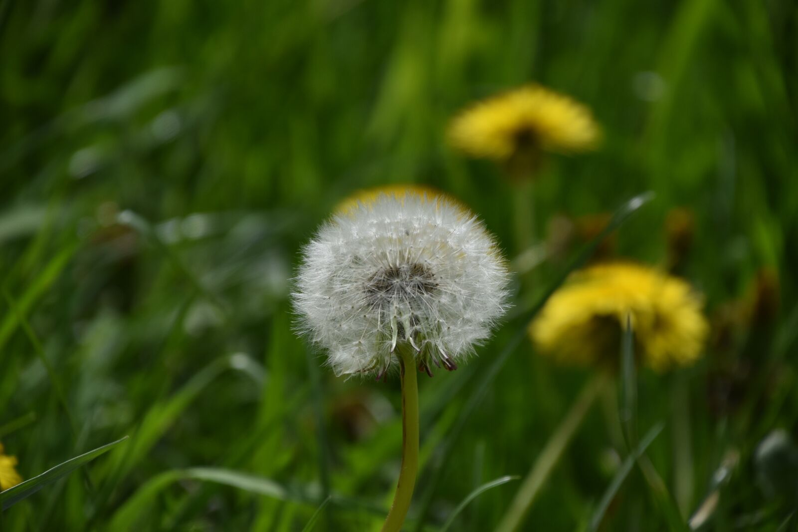 Nikon D5600 sample photo. Nature, dandelion, lawn photography