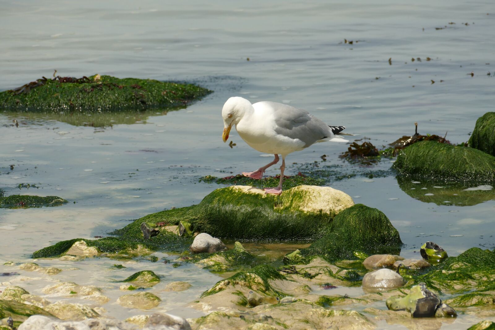 Panasonic Lumix DMC-FZ1000 sample photo. Seagull, bird, waterfowl photography