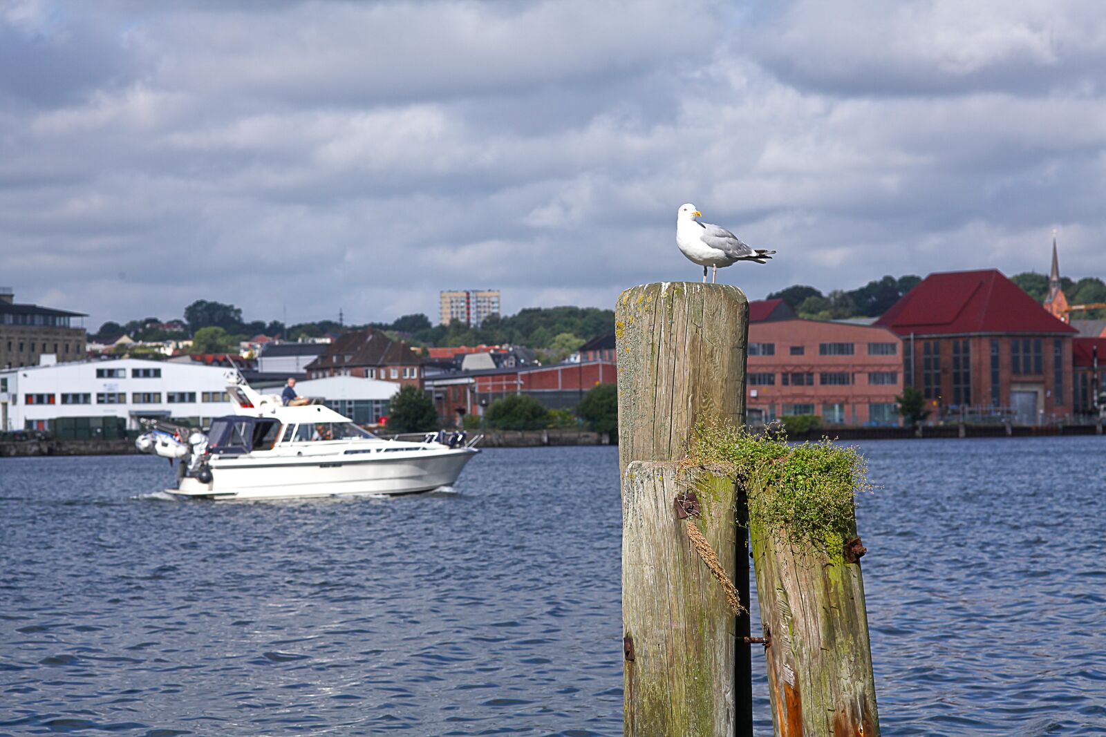 Canon EOS 5D Mark II sample photo. Seagull, bollard, maritime photography
