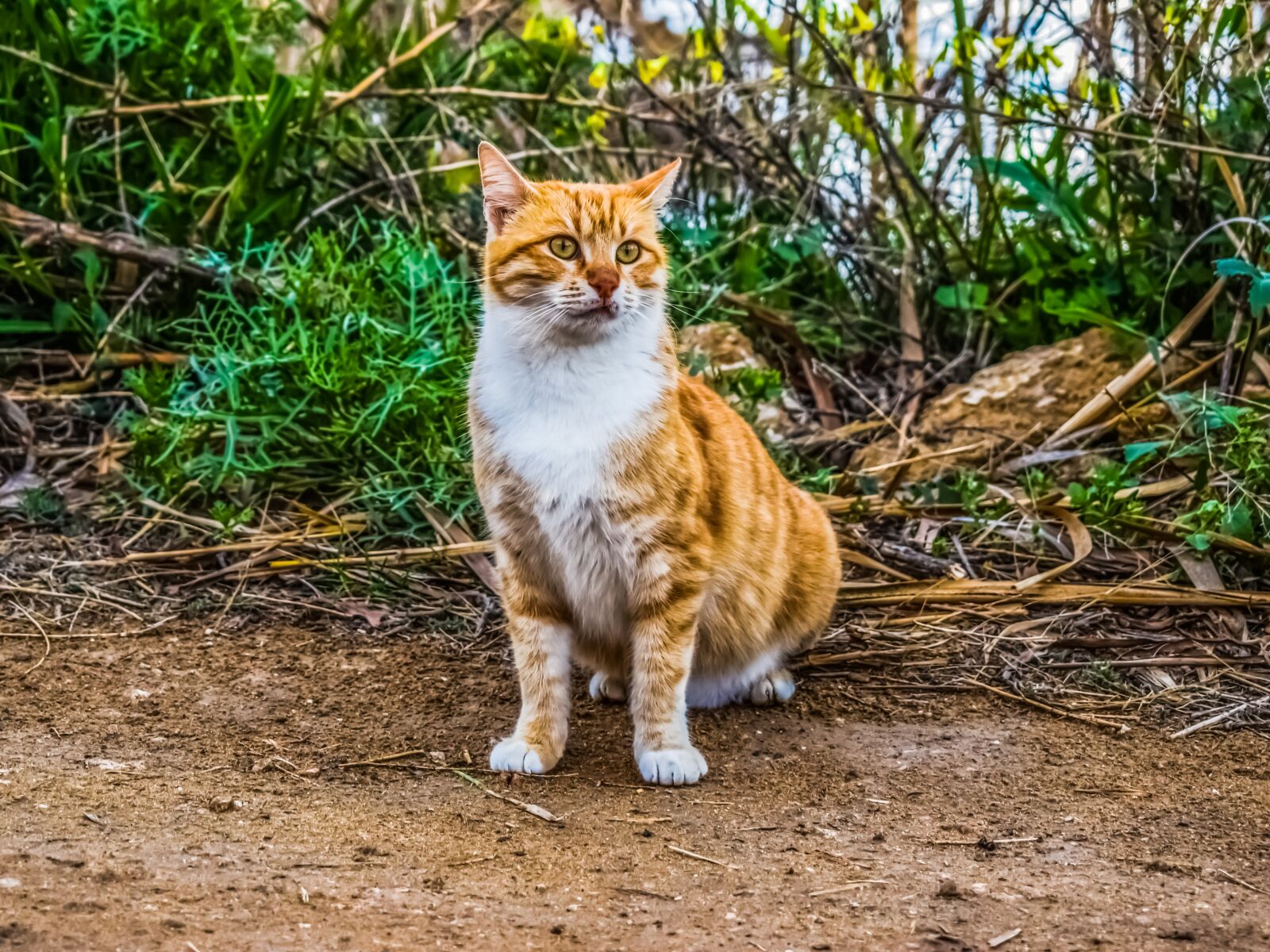 Nikon D3300 sample photo. Cat, stray, eyes photography