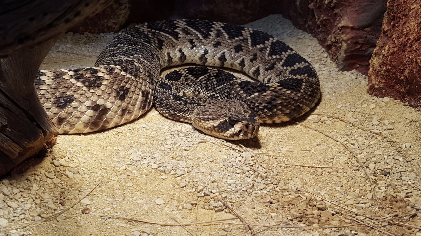 Samsung GALAXY S6 edge sample photo. Snake, reptile, nature photography