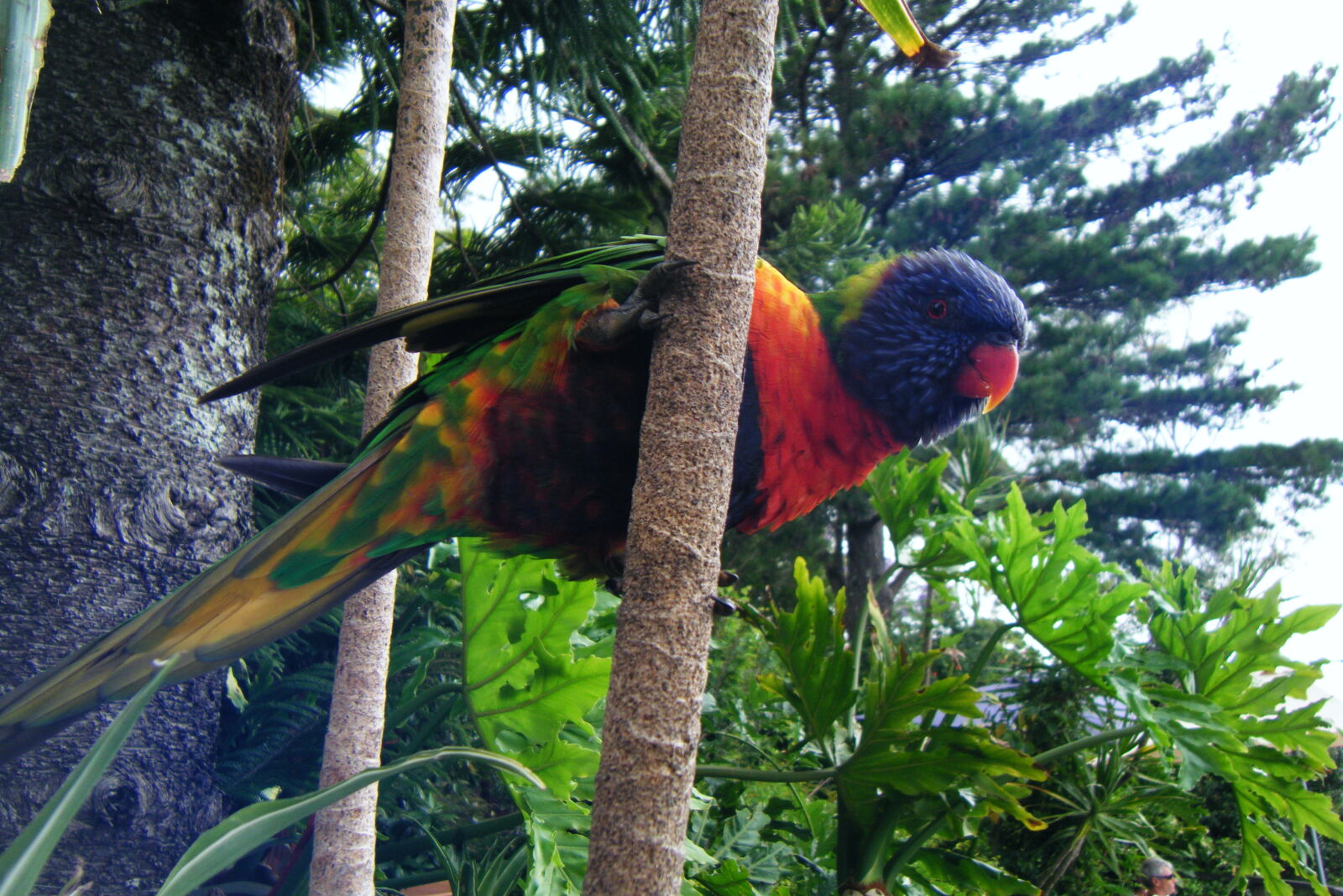 Fujifilm FinePix Z20fd sample photo. Bird, colorful, parakeet, parrot photography