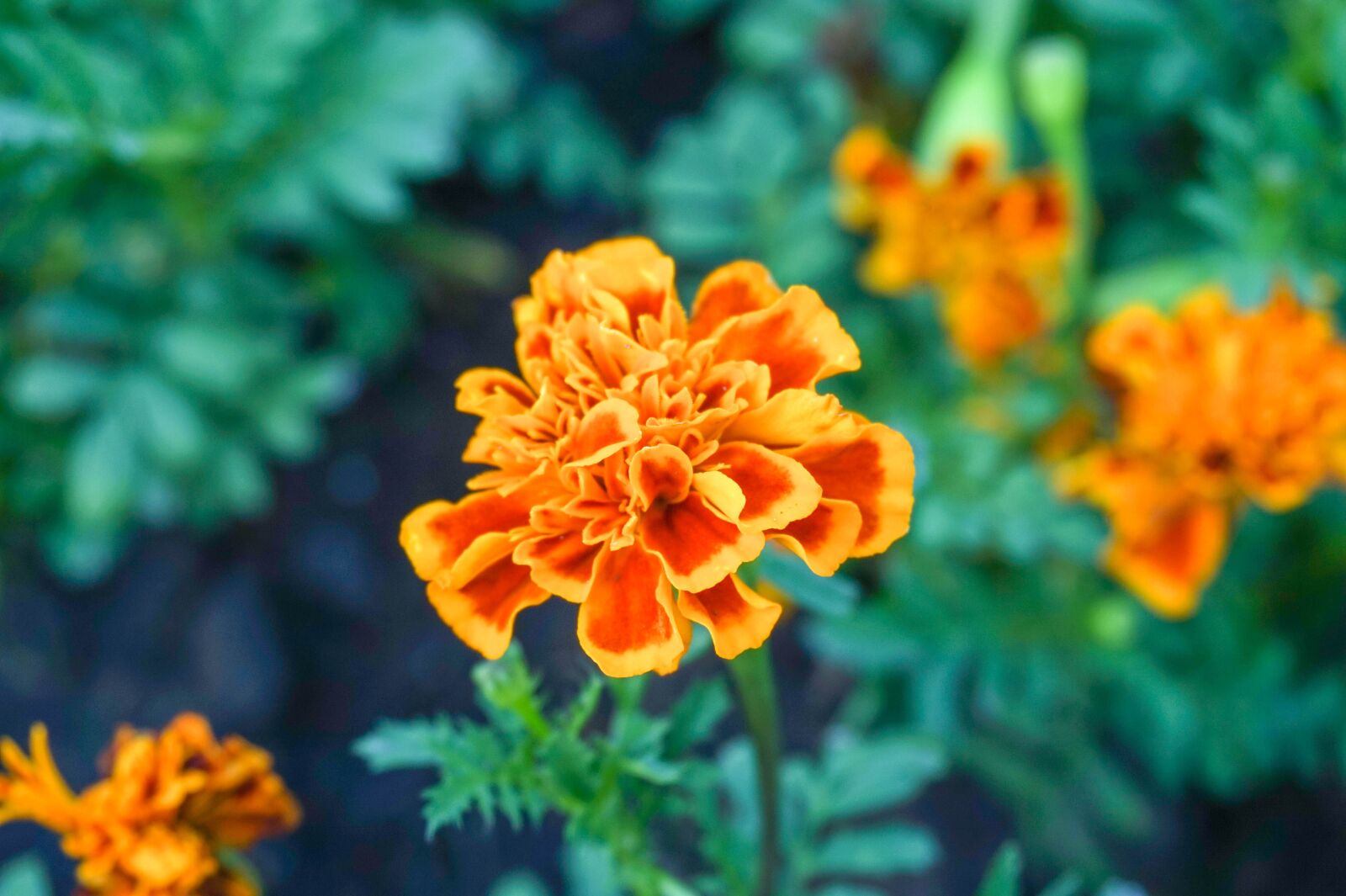 Sony Alpha a5000 (ILCE 5000) sample photo. Natural, plant, flowers photography
