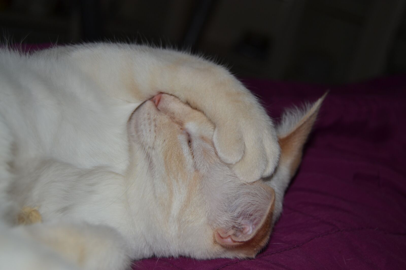 Nikon D3100 sample photo. Cats, sleeping, cat photography