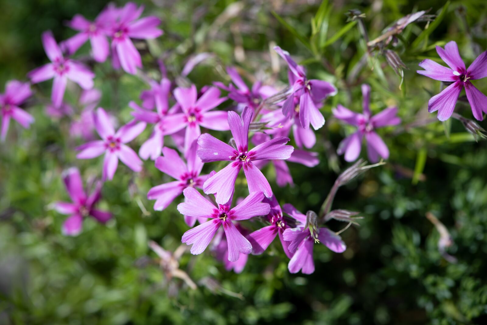 Nikon D750 sample photo. Flower, flowers, purple photography