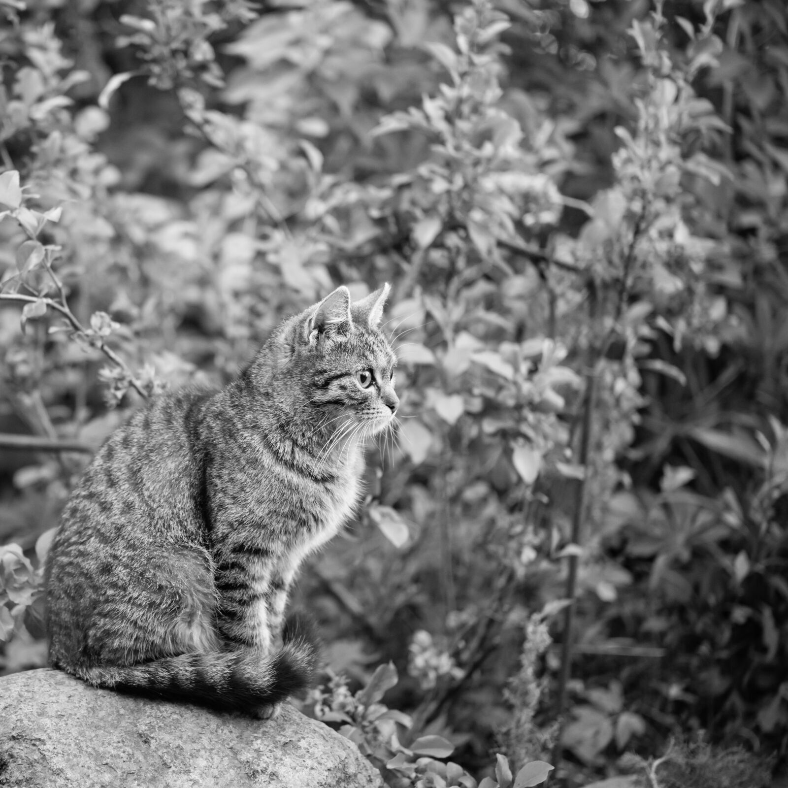 Nikon D600 sample photo. Cat, animal, pet photography