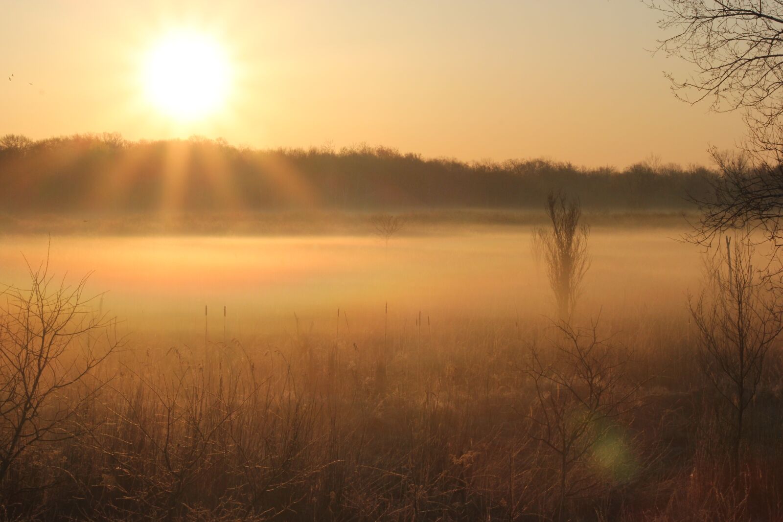 Canon EOS 550D (EOS Rebel T2i / EOS Kiss X4) sample photo. Morning fog, sun, sunrise photography