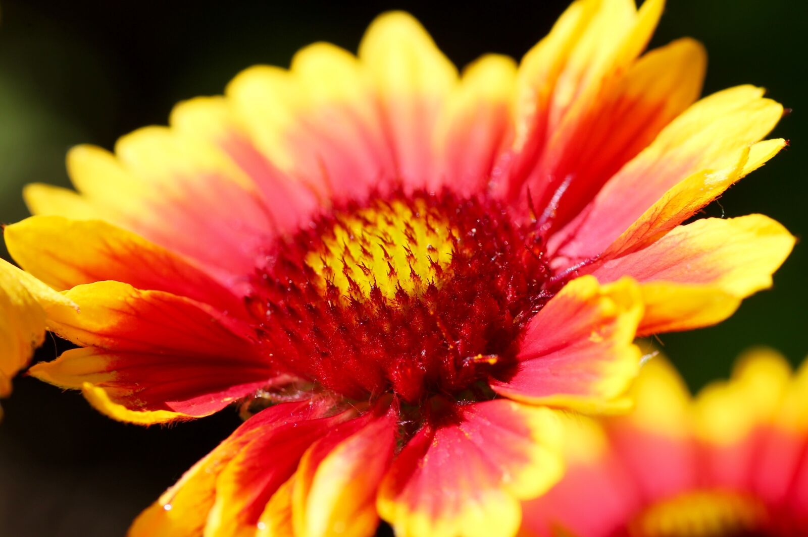 Canon EOS 1100D (EOS Rebel T3 / EOS Kiss X50) sample photo. Flower, nature, spring photography