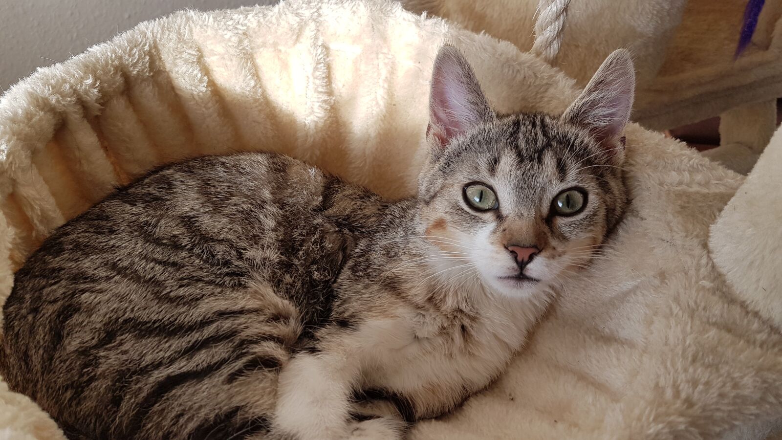 Samsung Galaxy S7 sample photo. Cat, young cat, sweet photography