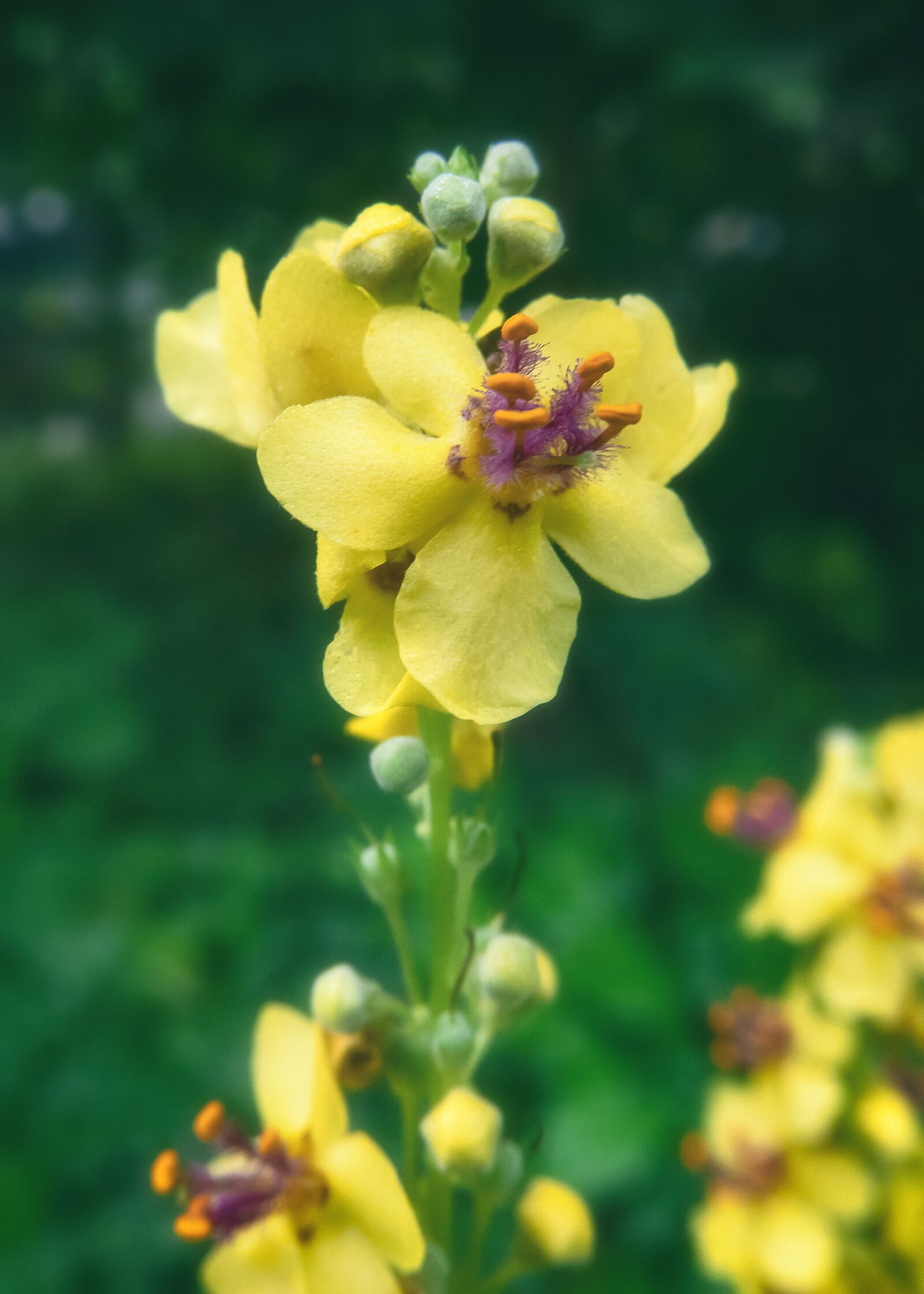 Canon PowerShot G3 X sample photo. Bloom, blossom, plant photography