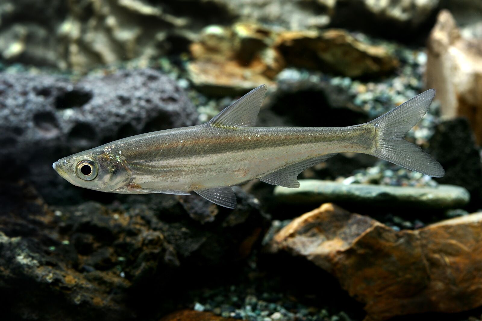Canon EOS-1D Mark II sample photo. Strong value, freshwater fish photography