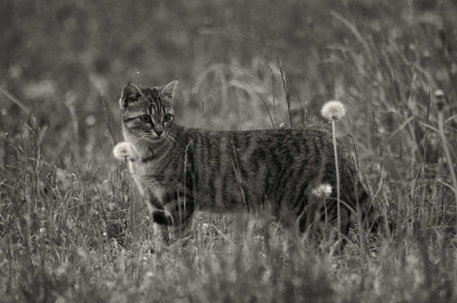 Nikon D5100 sample photo. Cat, feline, animals photography