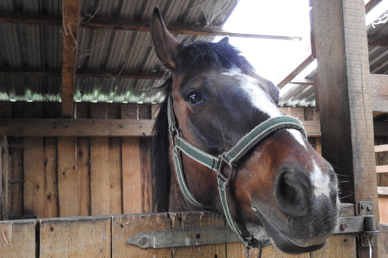 Nikon Coolpix P900 sample photo. Barn, farm, mammals photography