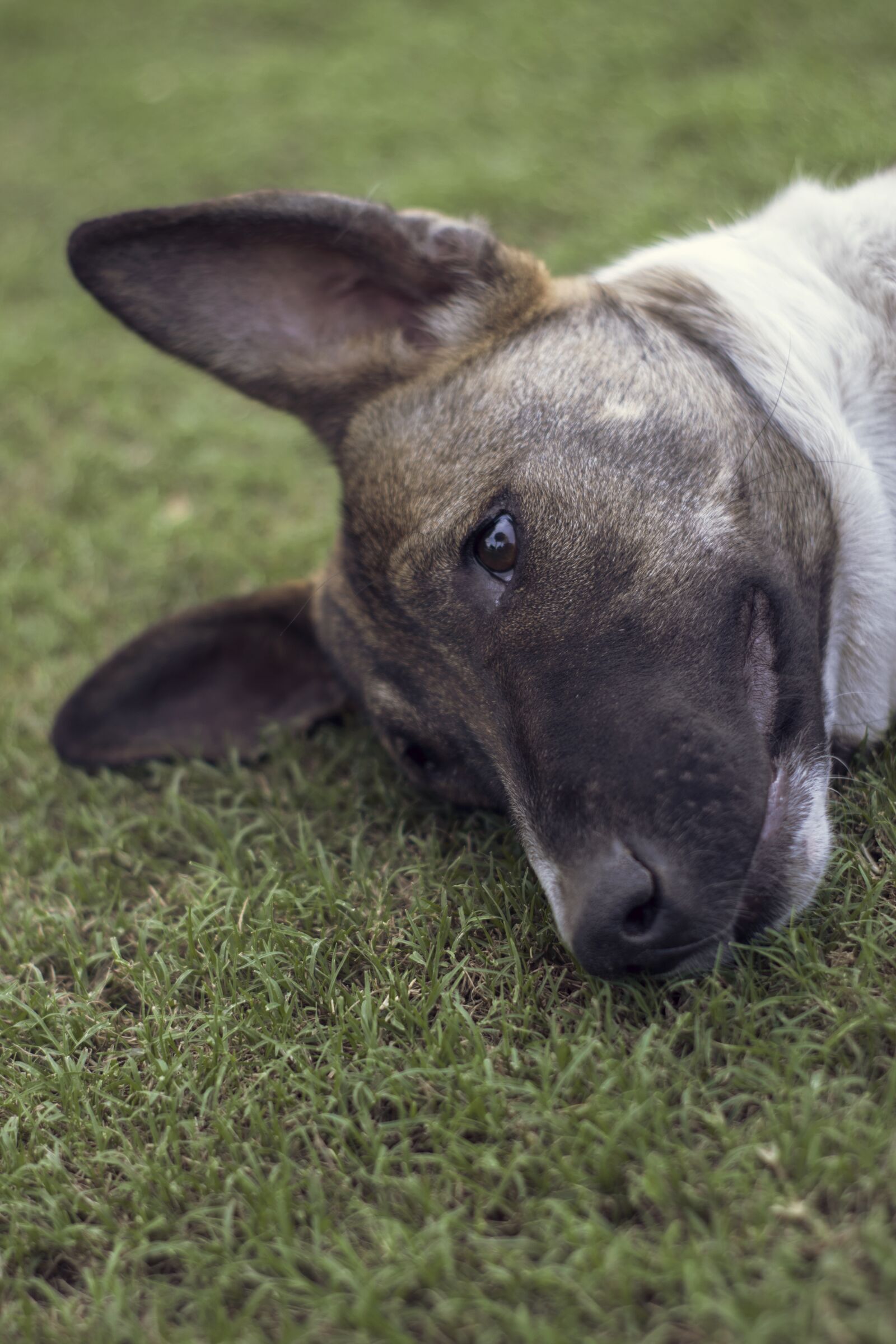 Nikon D3300 sample photo. Dog, garden, nature photography