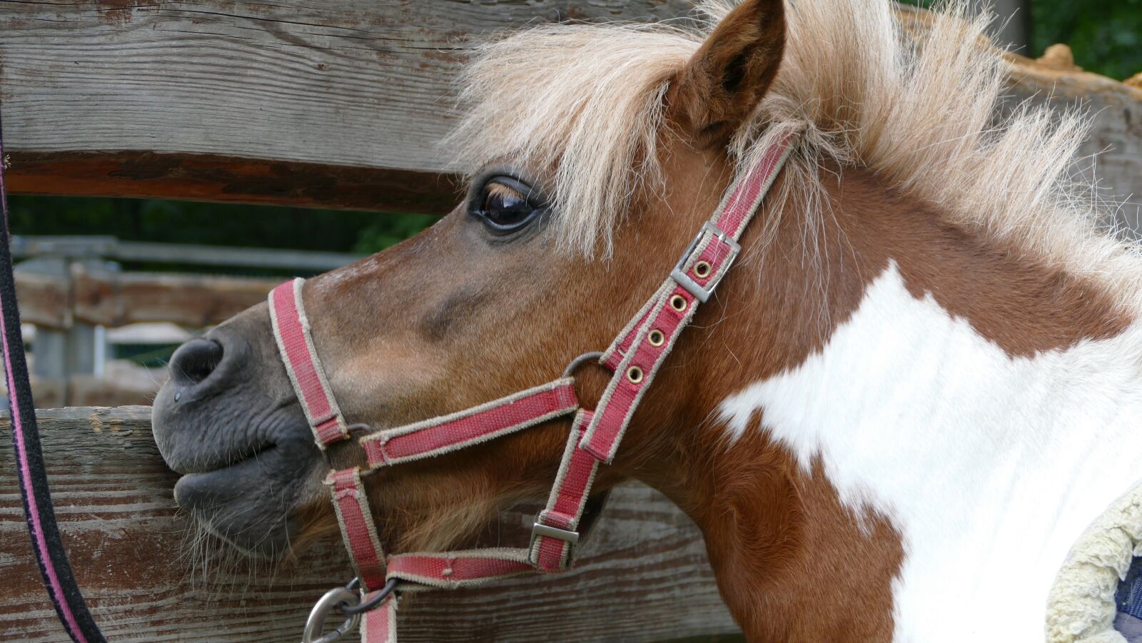 Panasonic Lumix DMC-FZ1000 sample photo. Pony, the horse, horses photography