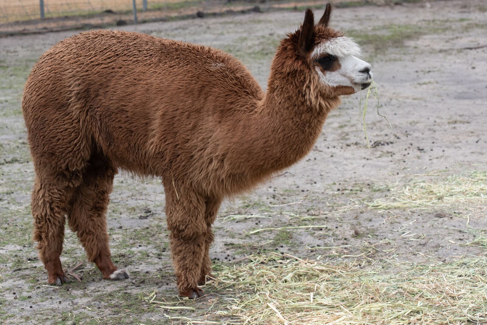 Nikon D750 sample photo. Alpaca, animal, mammal photography