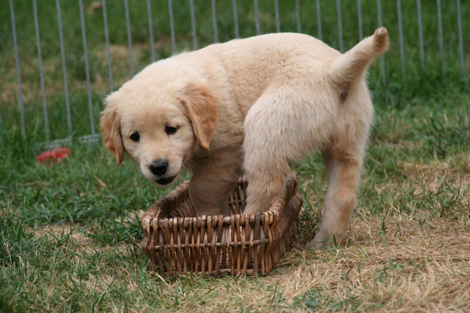 Canon EOS 350D (EOS Digital Rebel XT / EOS Kiss Digital N) sample photo. Golden retriever puppy, dog photography