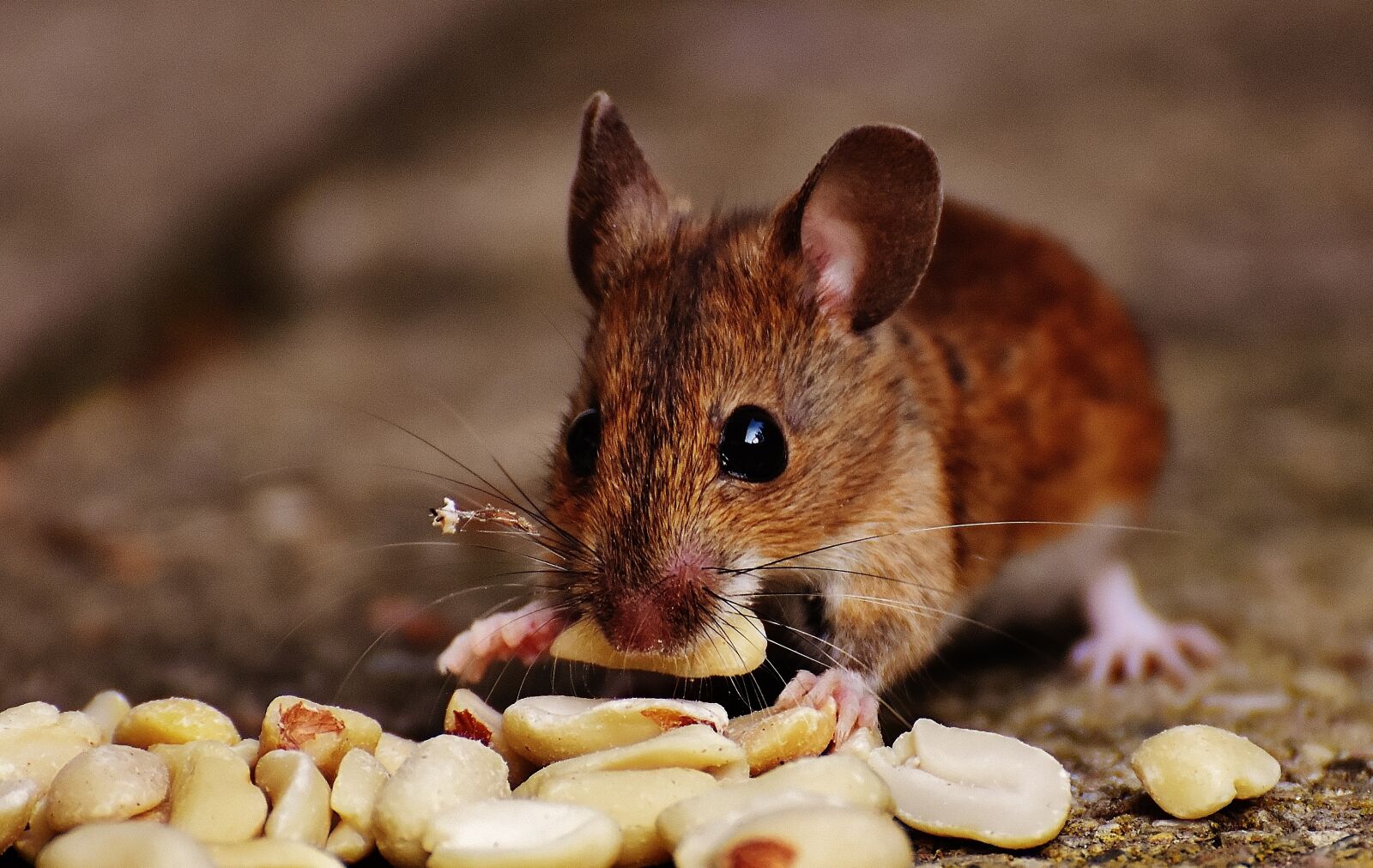 Nikon D7200 sample photo. Mouse, rodent, cute photography