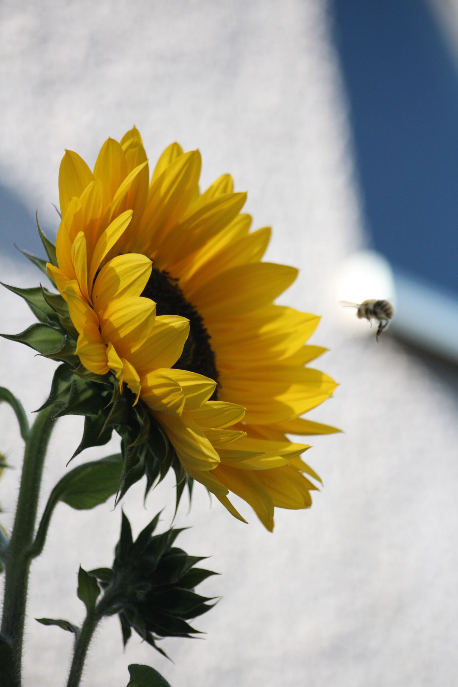 Canon EOS 600D (Rebel EOS T3i / EOS Kiss X5) sample photo. Sunflower, bee, summer photography