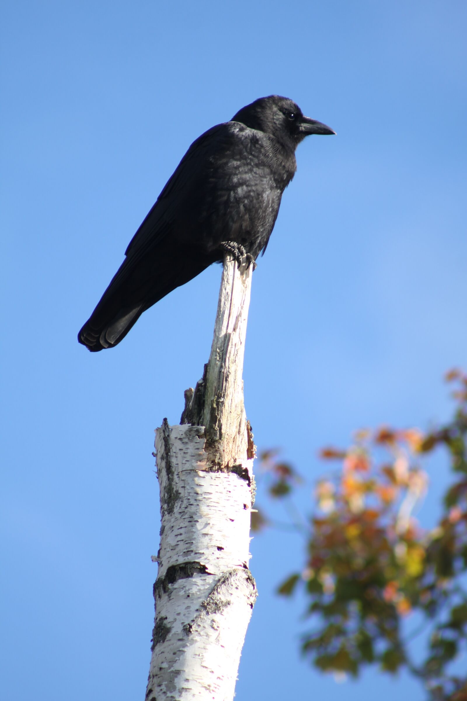 Canon EOS 50D sample photo. Crow, perched, birch tree photography