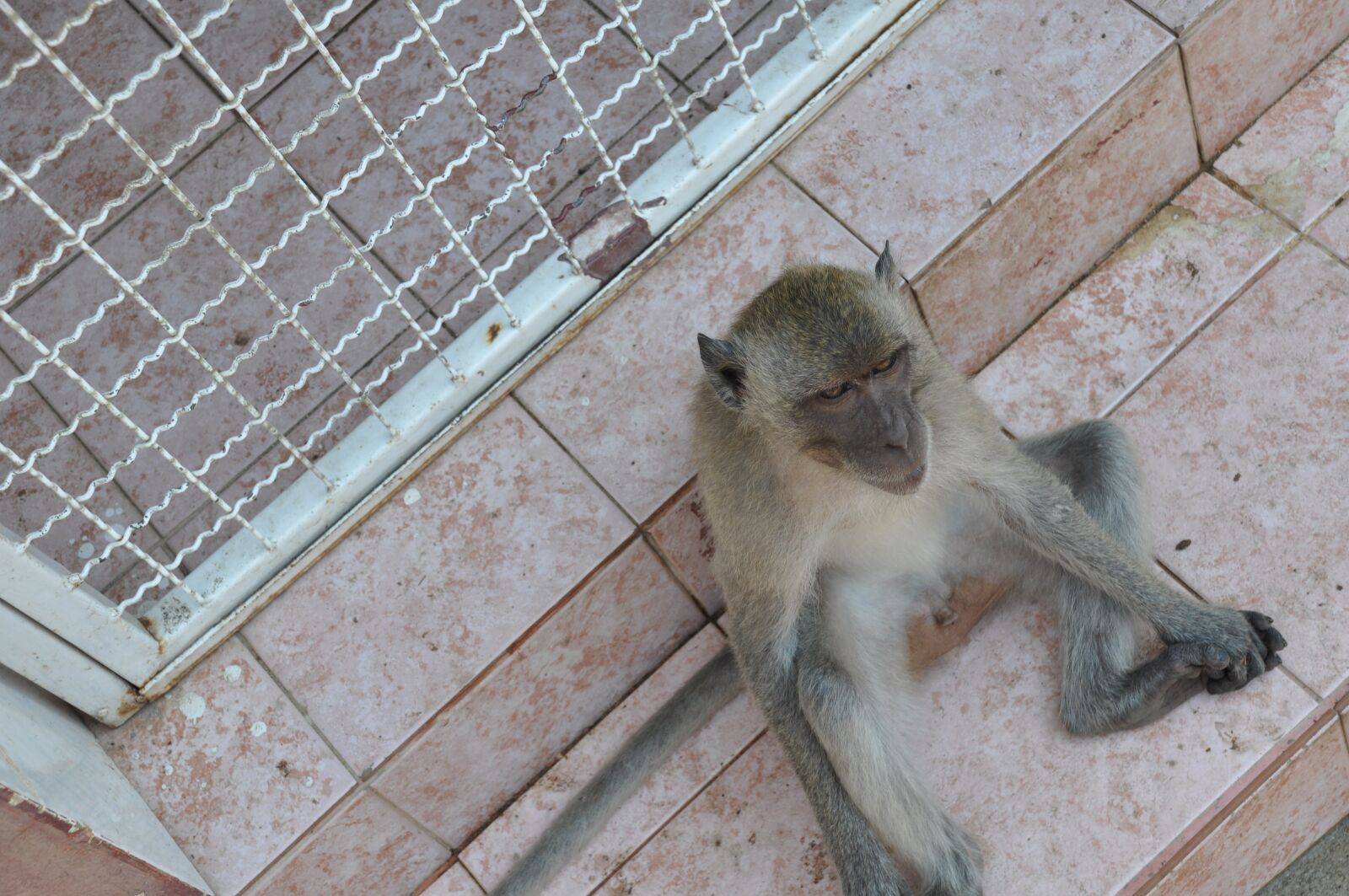 Nikon D90 sample photo. The monkey, thailand, animal photography