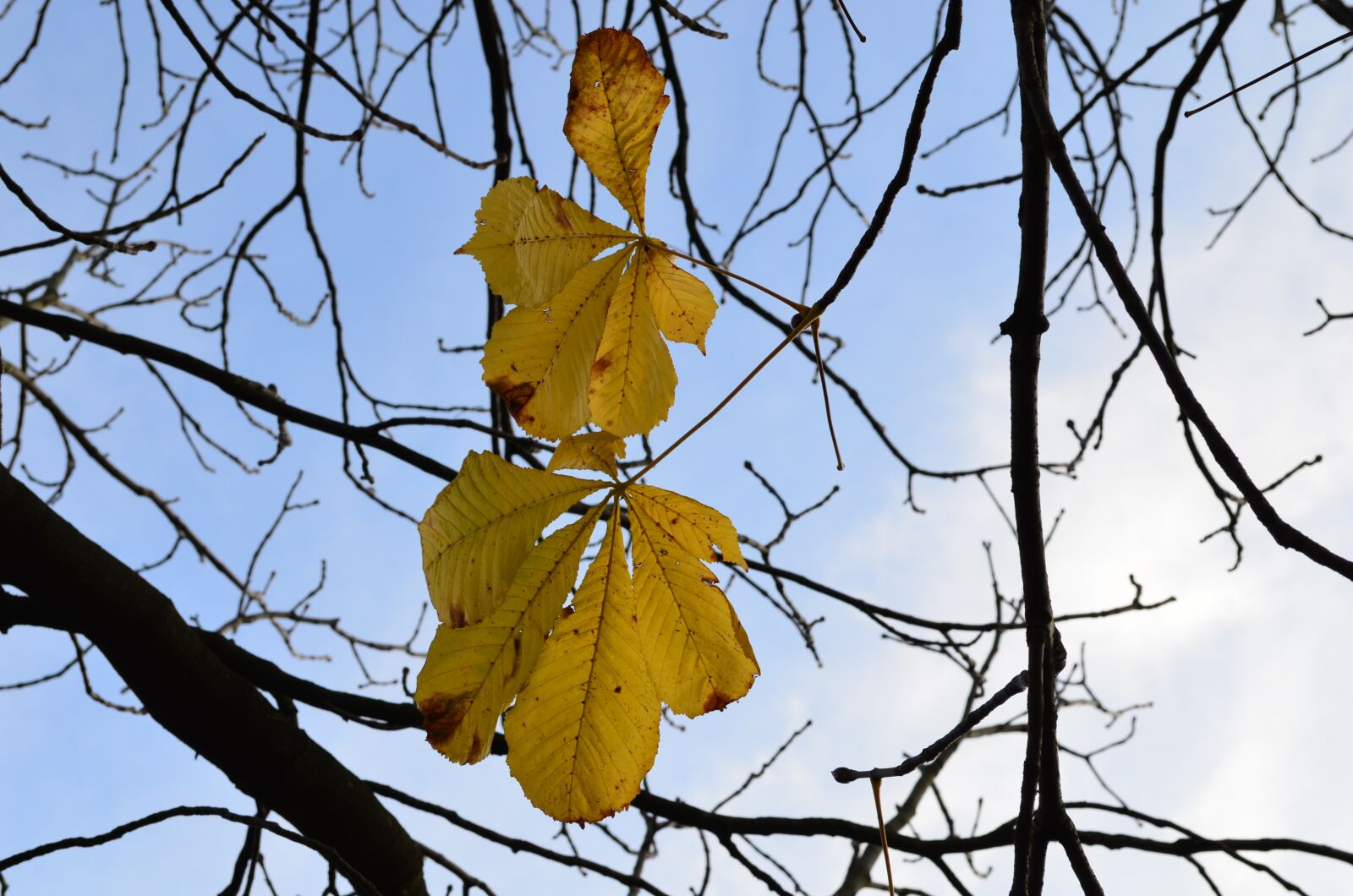 Nikon D5100 sample photo. Leaves, tree, autumn photography