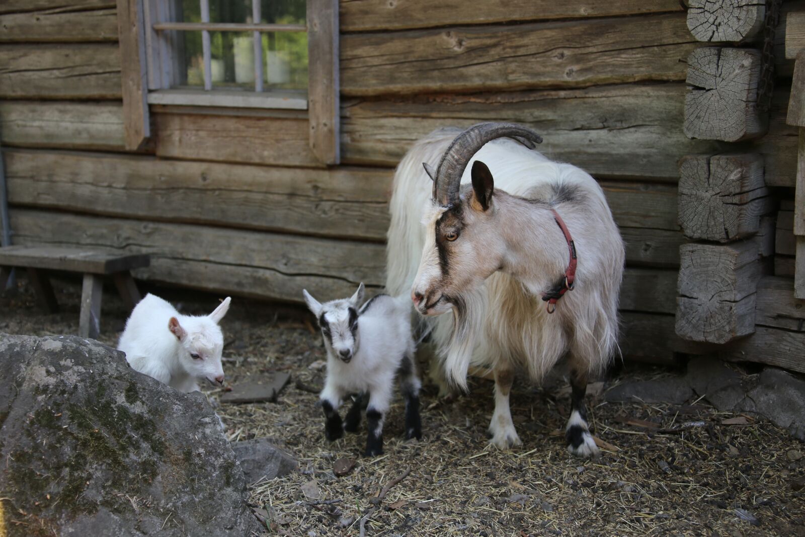 Canon EOS 6D sample photo. Goat, culture, kid photography