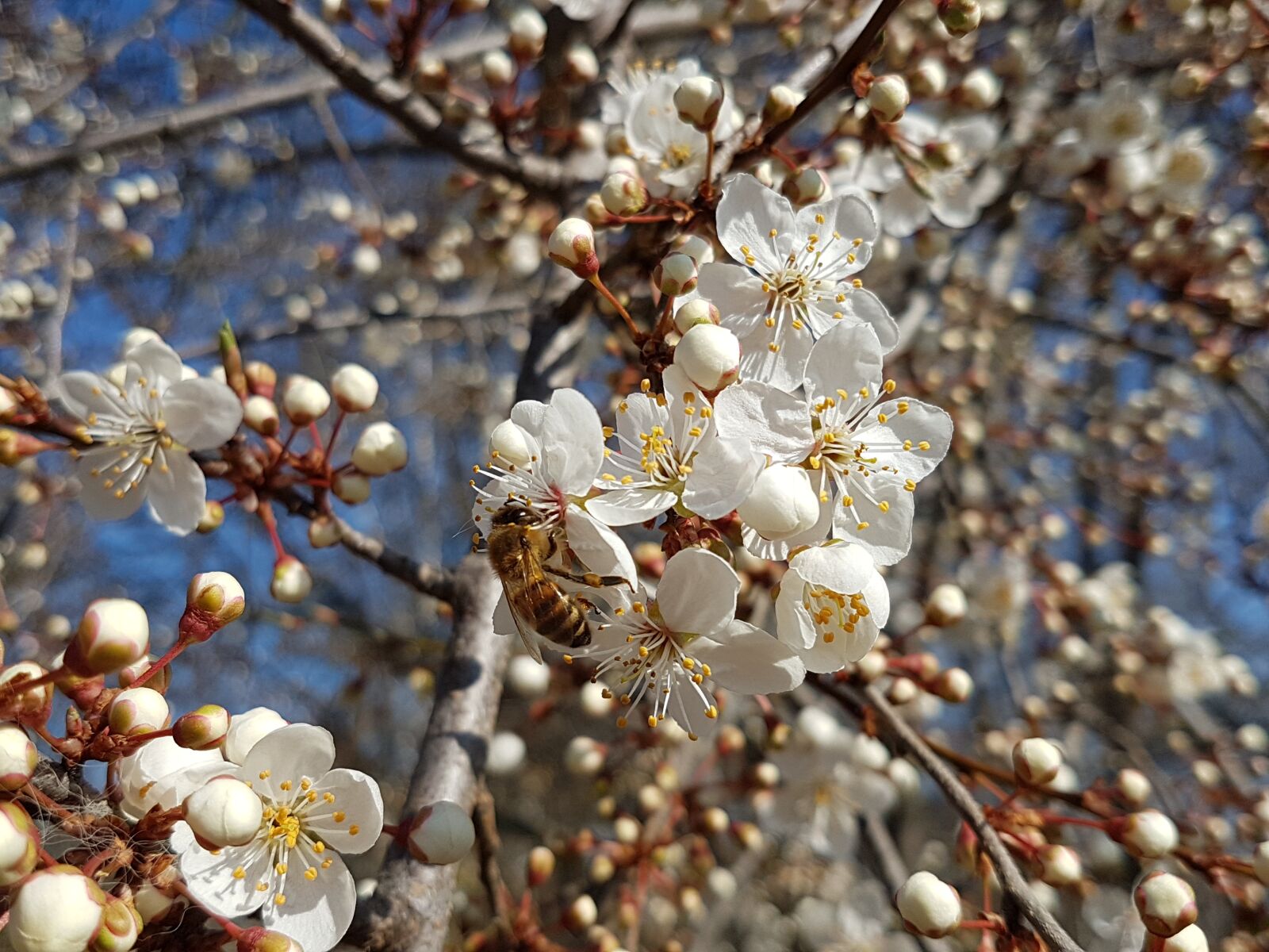 Samsung Galaxy S7 sample photo. Spring, bee, blossom photography