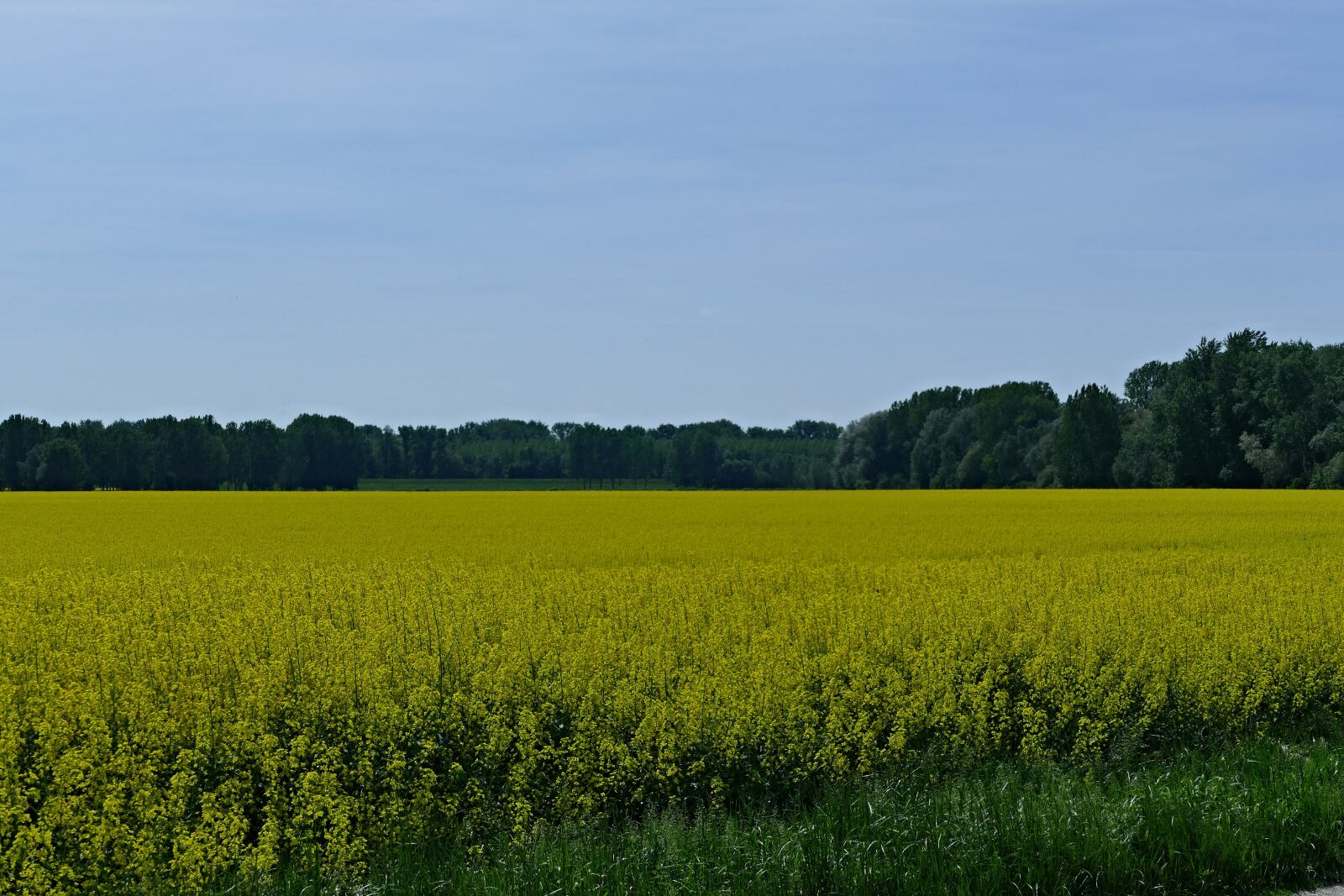 Panasonic Lumix DMC-FZ1000 sample photo. Country, nature, field photography