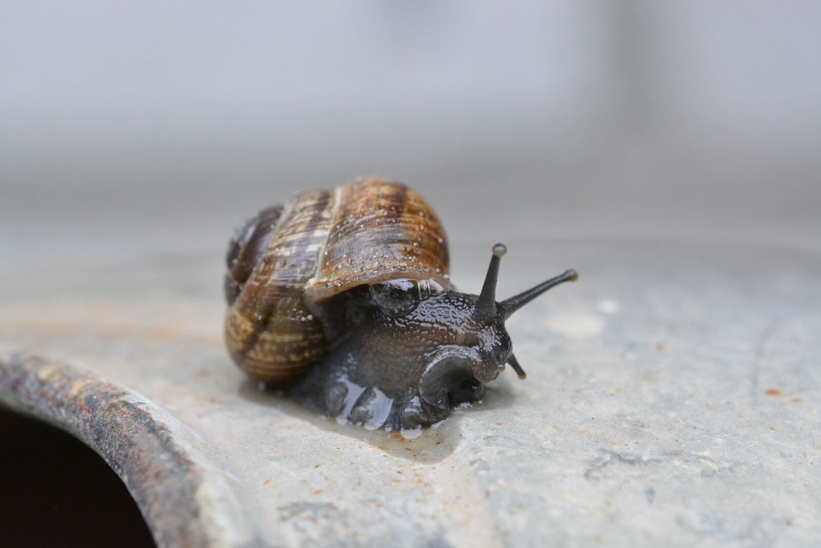 Nikon D5200 sample photo. Snail, shell, macro photography