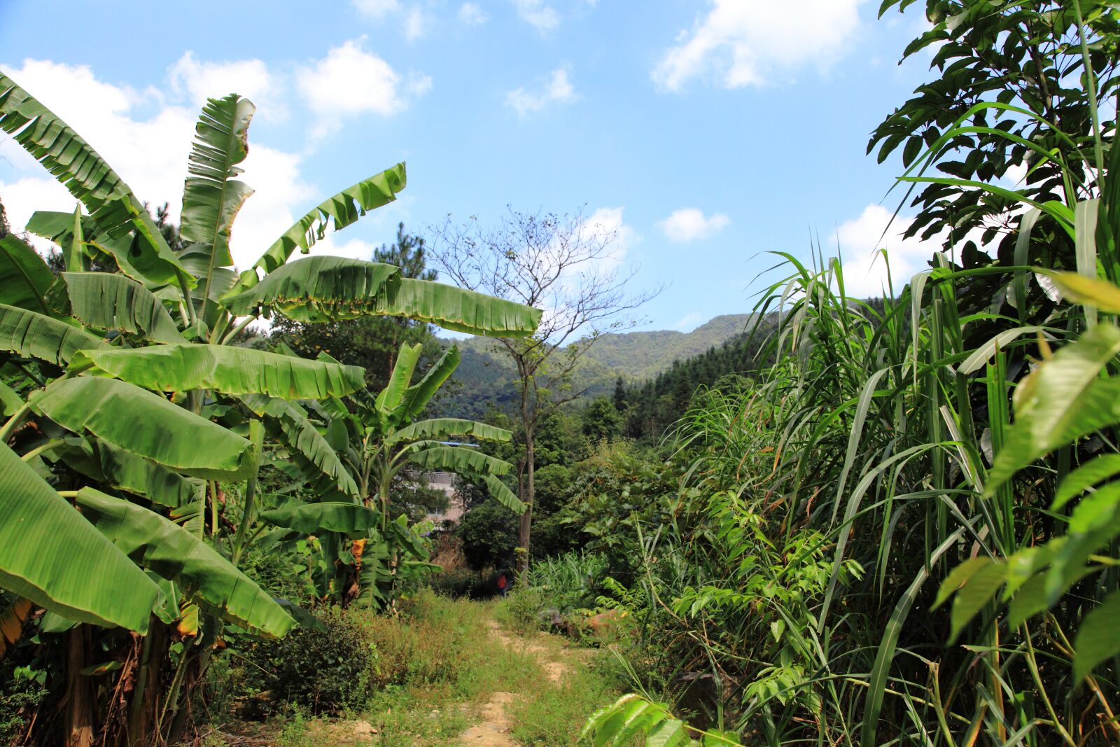 Canon EOS 5D Mark II sample photo. Banana leaf, blue sky photography