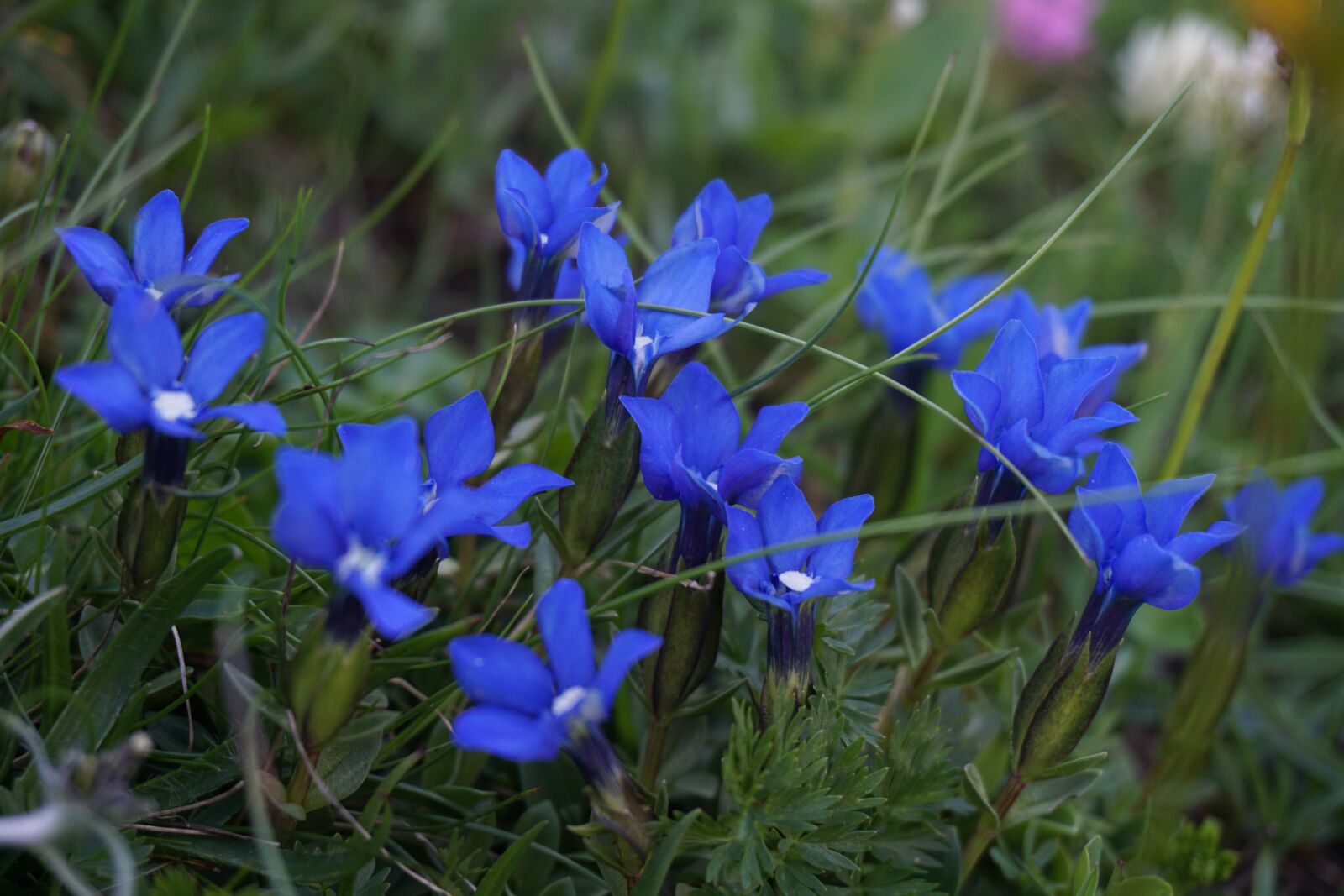 Sony a5100 + Sony E 16-50mm F3.5-5.6 PZ OSS sample photo. Blue flowers, flowers, mountain photography