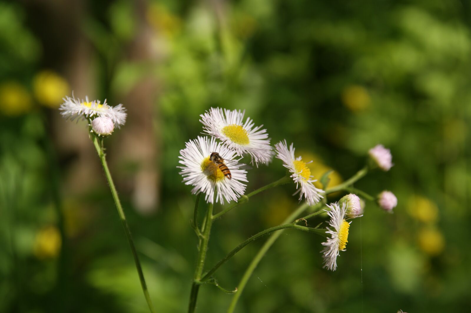 Sony Alpha DSLR-A350 sample photo. Insect, bug, flowers photography