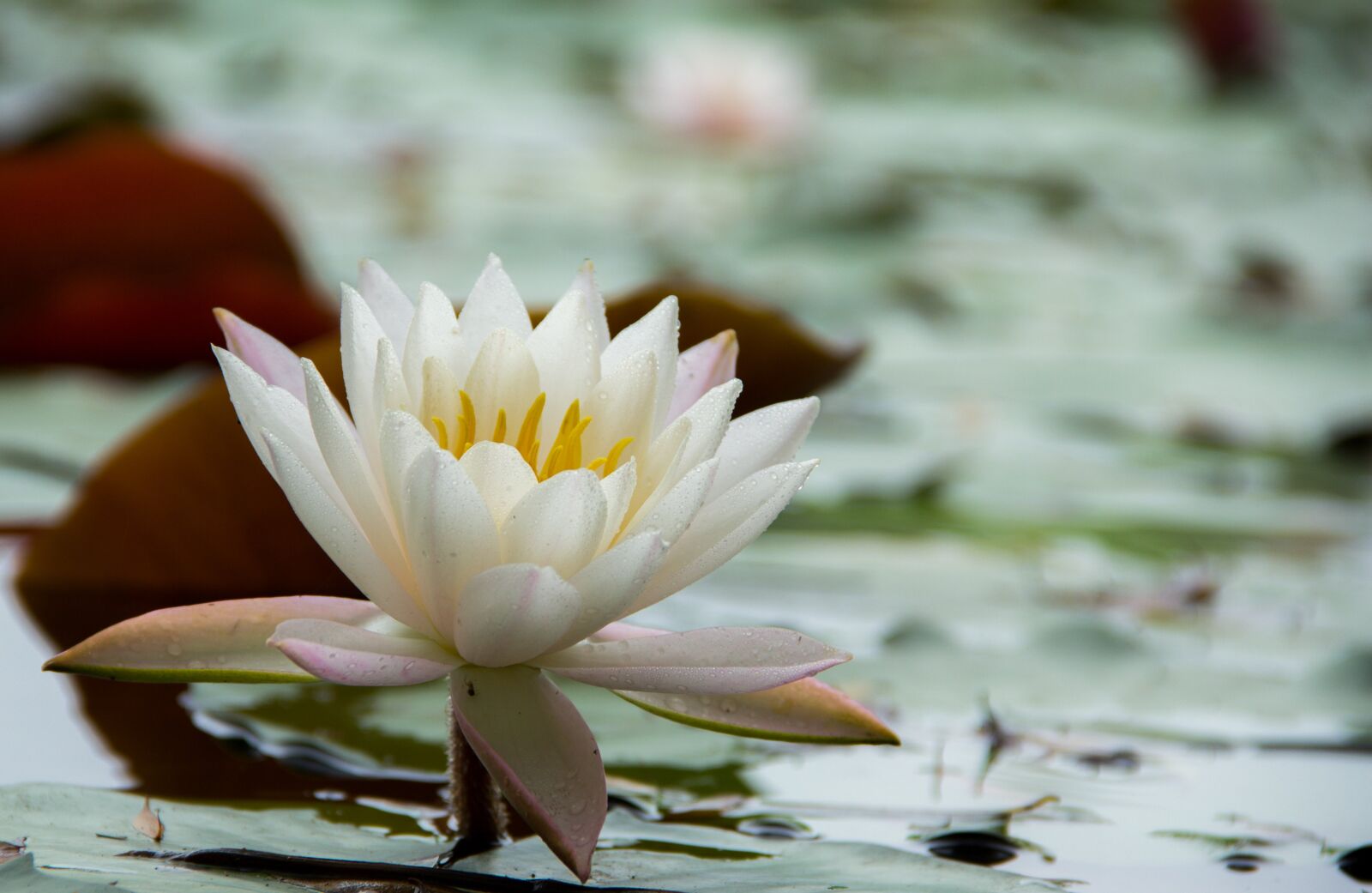 Canon EF-S 18-135mm F3.5-5.6 IS sample photo. Water lilies, flowers, early photography