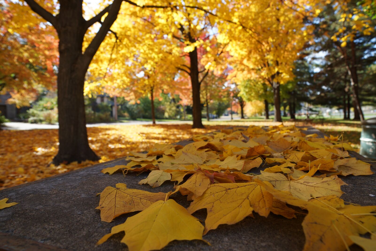 Sony SLT-A77 + Sony DT 16-50mm F2.8 SSM sample photo. Autumn, thanksgiving, halloween photography