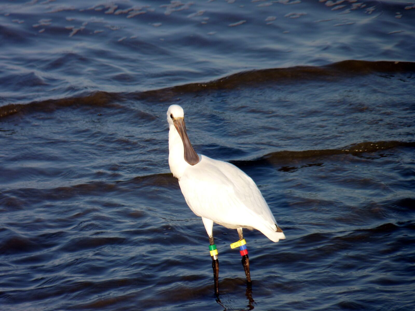 Panasonic Lumix DMC-FZ35 (Lumix DMC-FZ38) sample photo. Bird, water, spoonbill photography