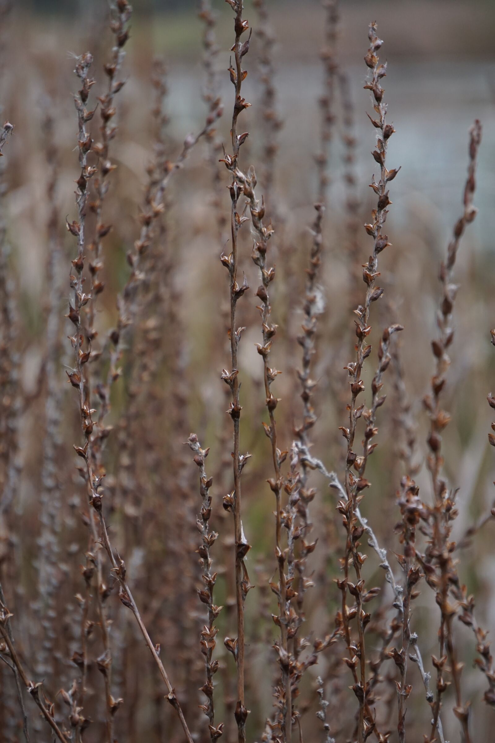Sony E 55-210mm F4.5-6.3 OSS sample photo. Wetland, plant, flower photography