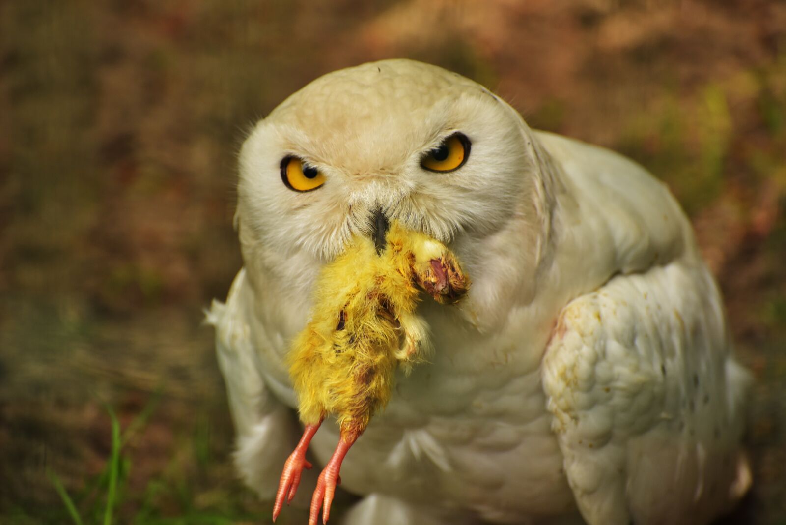 Nikon D750 sample photo. Owl, snowy owl, eat photography