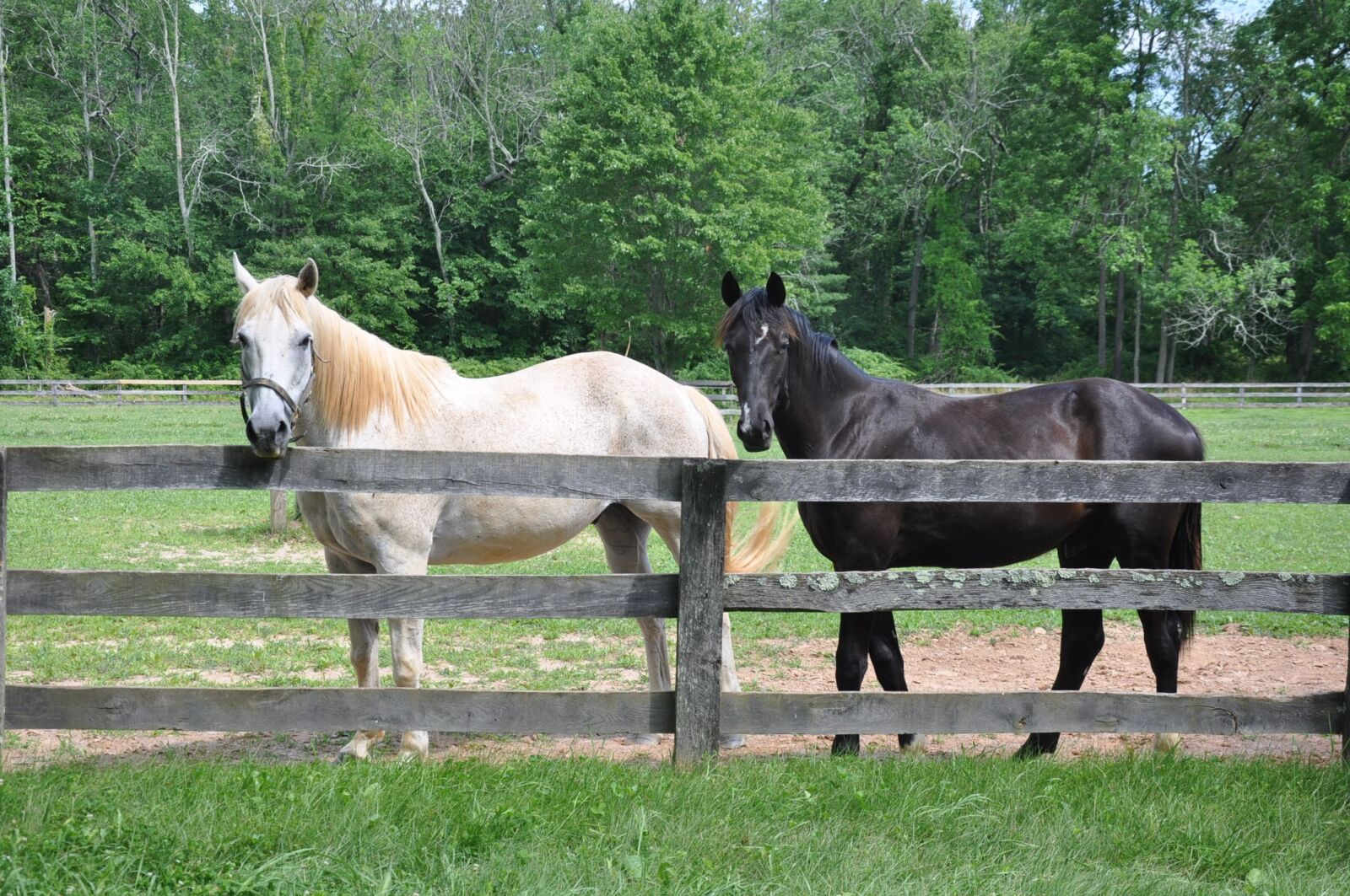 Nikon D90 sample photo. Horse, horses, animal photography