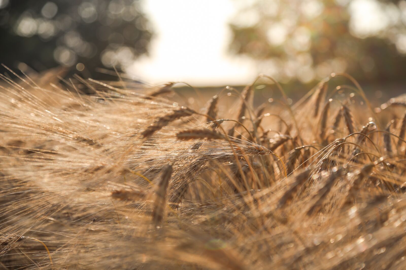 Canon EOS 6D + Canon EF 24-105mm F4L IS USM sample photo. Barley, summer, field photography