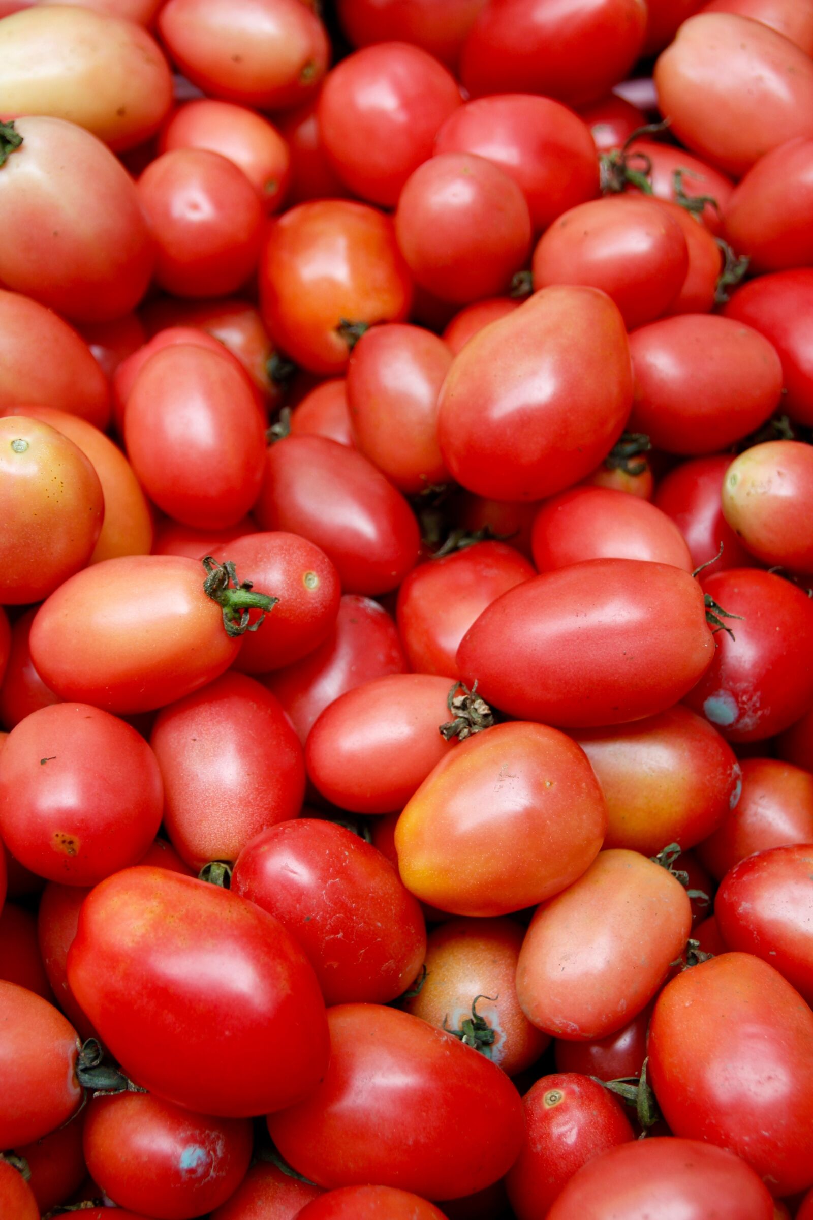 Canon EOS 60D sample photo. Fruits, vegetables, tomatoes photography