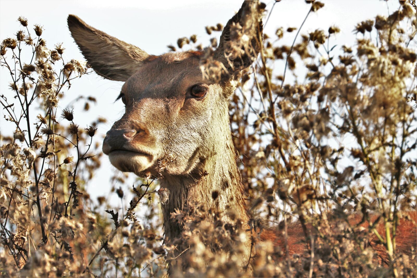 Canon EF 70-300mm F4-5.6L IS USM sample photo. Deer, doe, animal photography