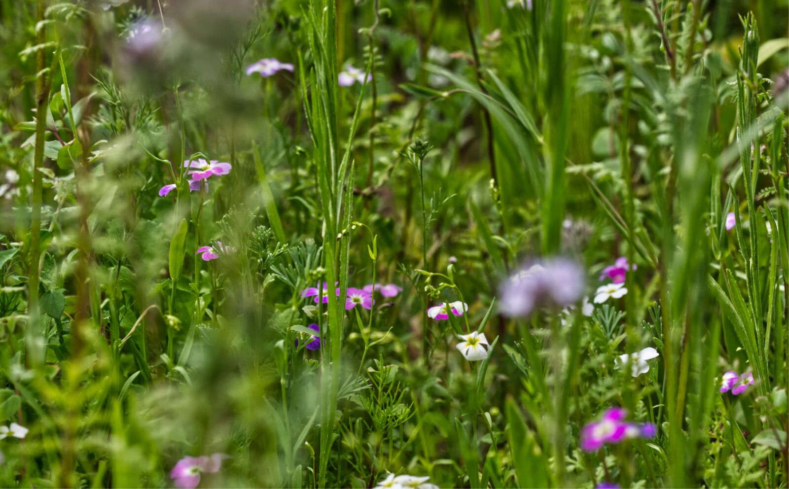 Nikon D5500 sample photo. Blossom, bloom, flower photography