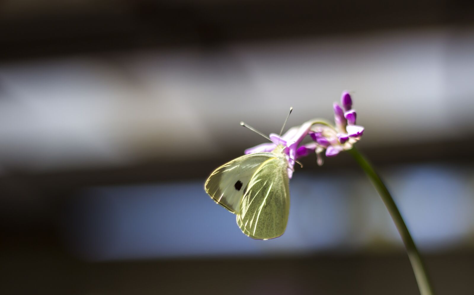 Canon EOS 600D (Rebel EOS T3i / EOS Kiss X5) + Canon EF 50mm F1.8 II sample photo. Butterfly, animals, insects photography