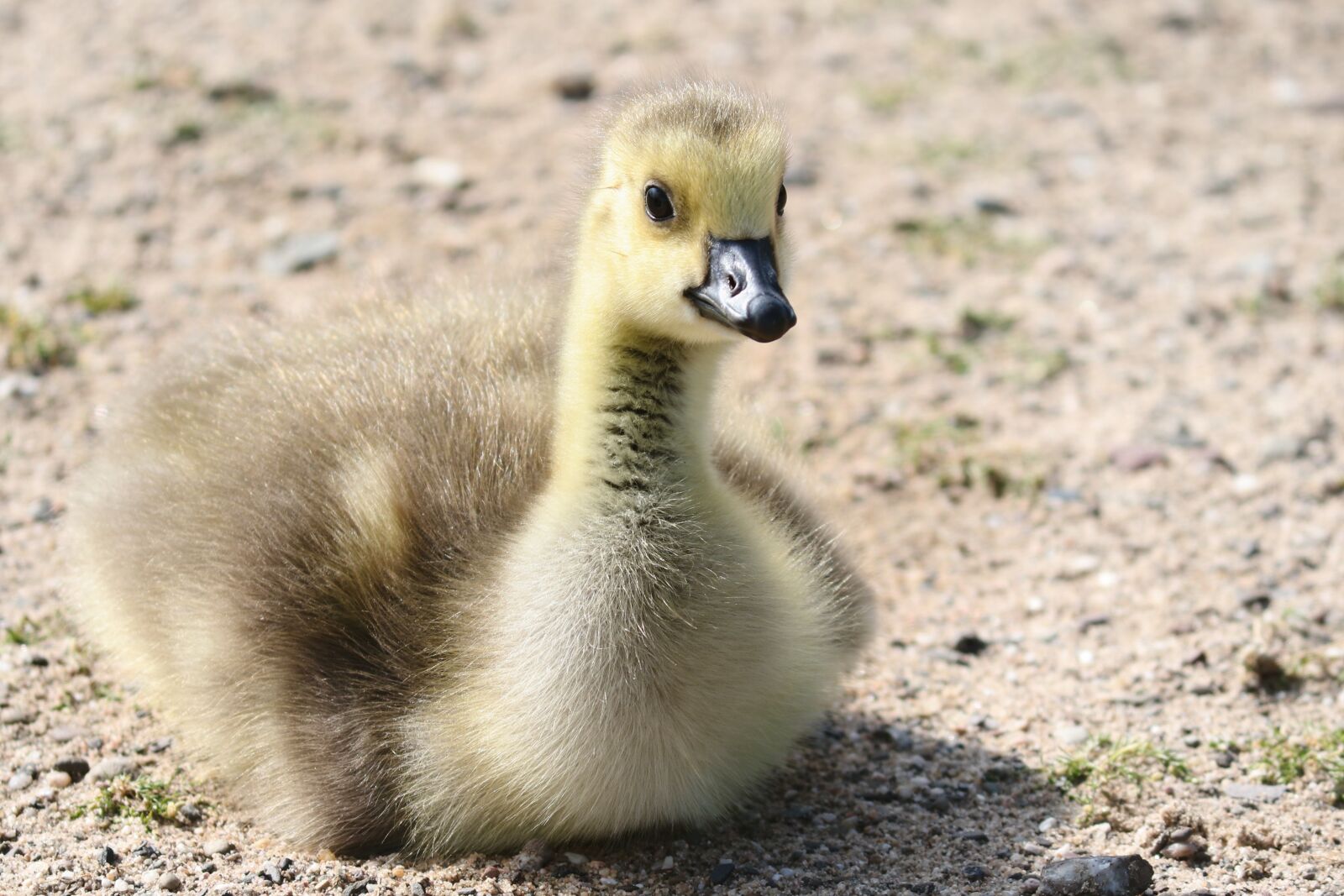 Canon EOS 200D (EOS Rebel SL2 / EOS Kiss X9) sample photo. Goslings, chicks, goose photography