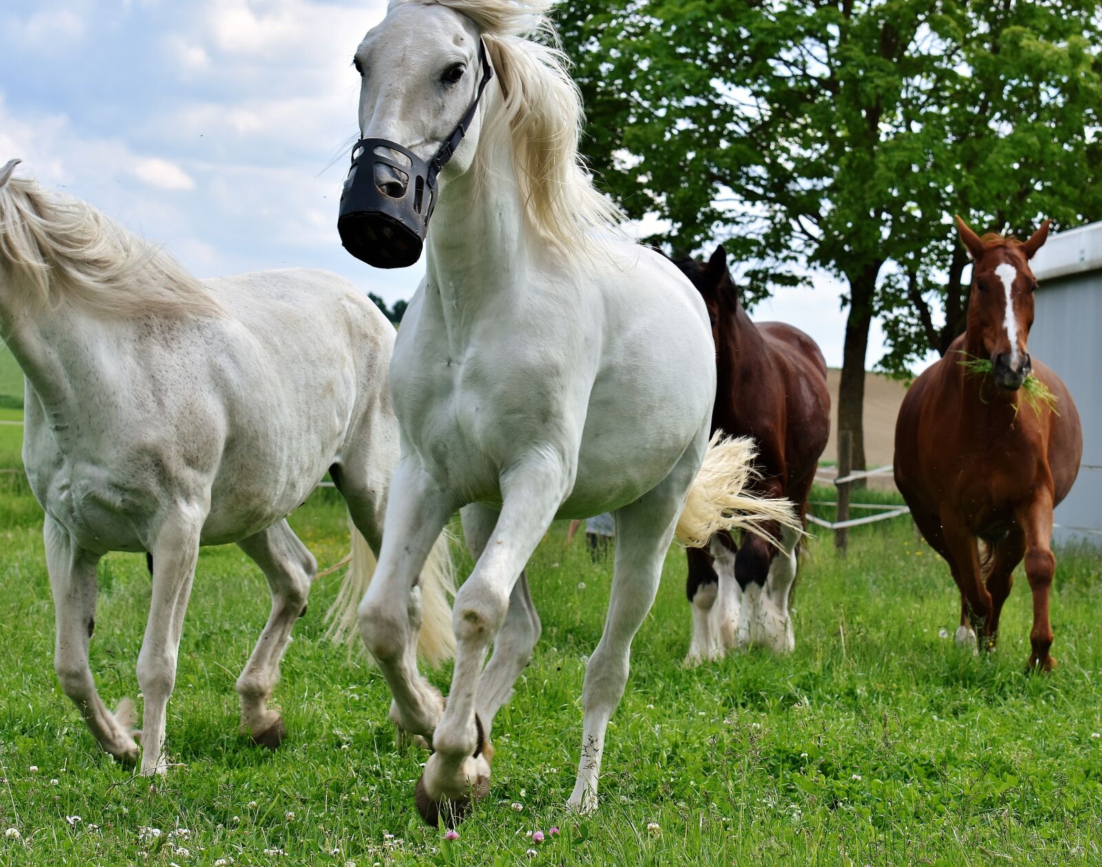 Nikon D7200 sample photo. Mold, horses, romp photography