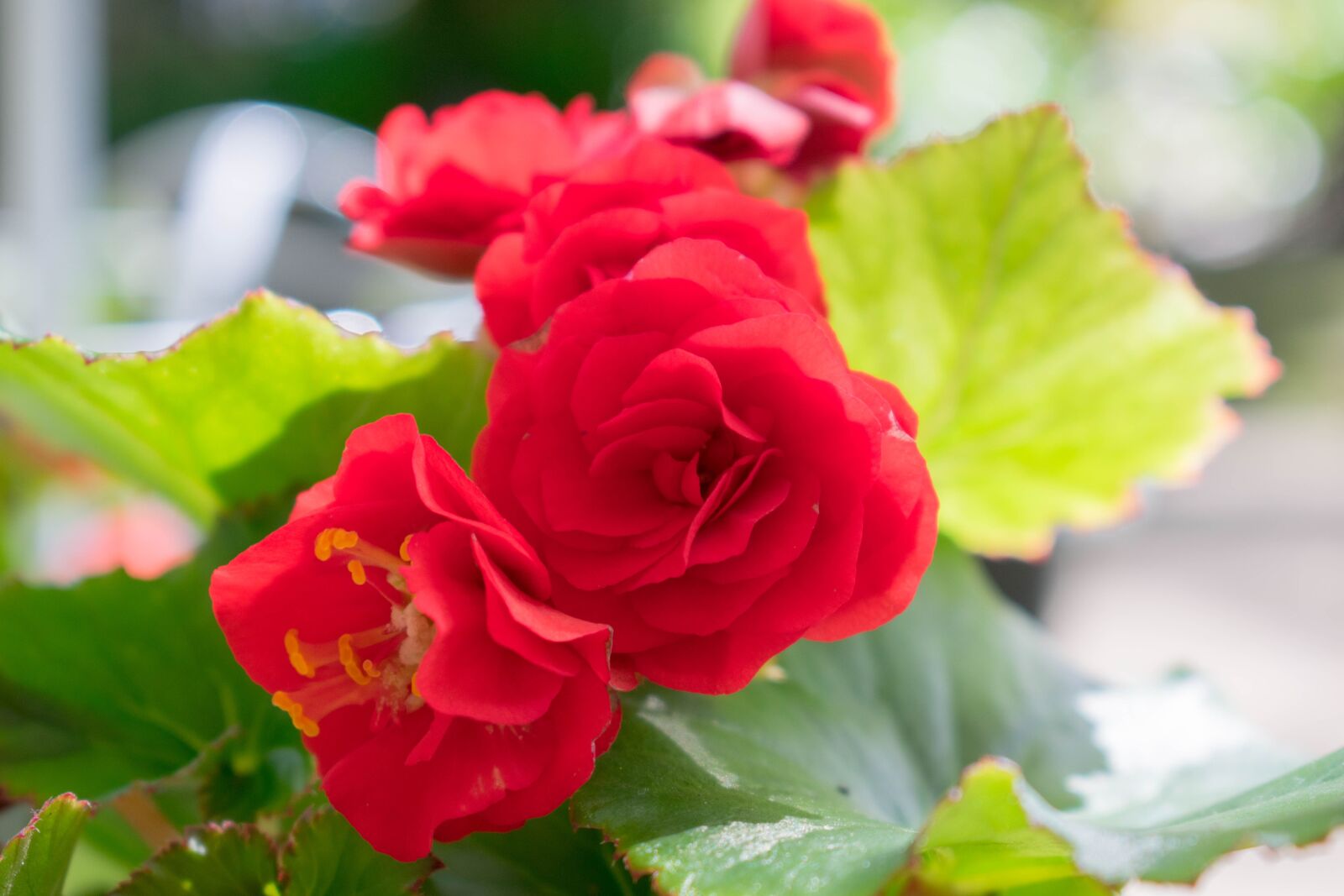 Nikon D3400 sample photo. Flower, colombia, flowers photography