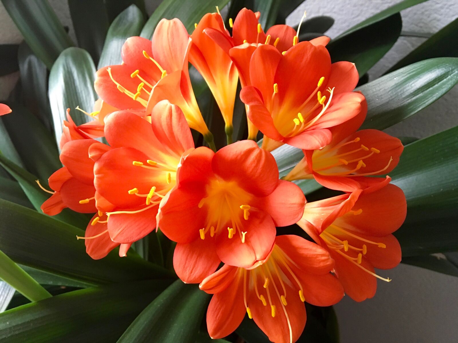 iPad Pro back camera 4.15mm f/2.2 sample photo. Klivie, flower, houseplant photography
