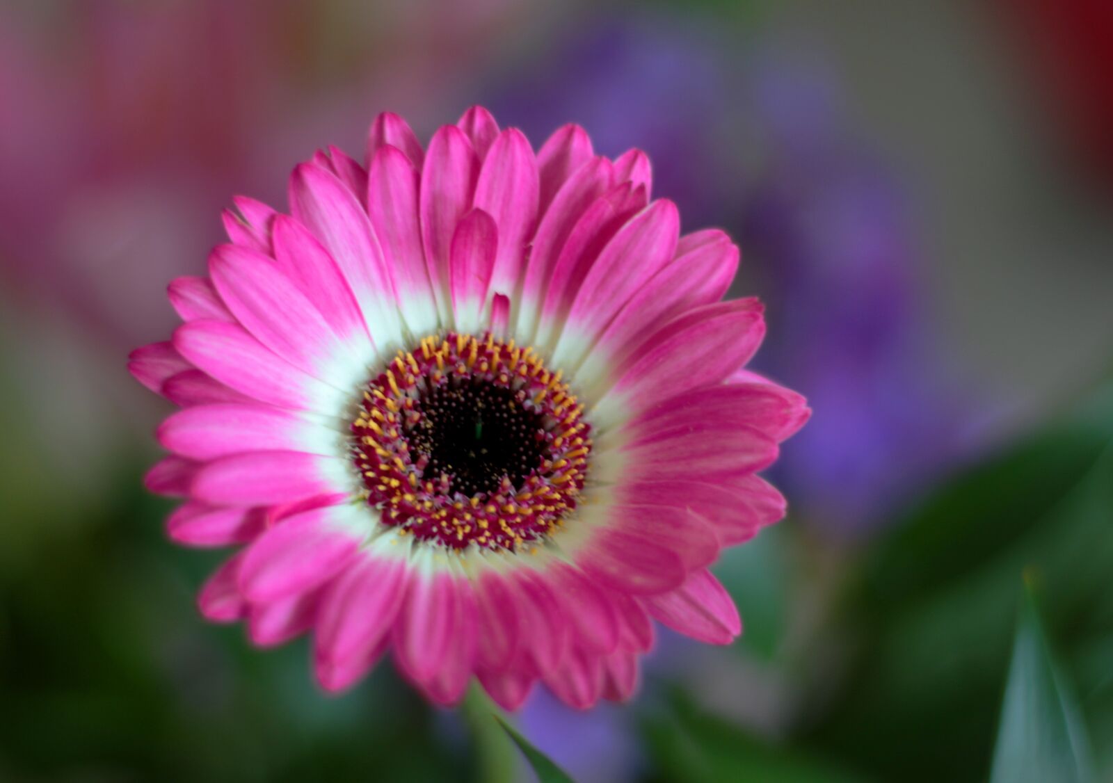 Canon EOS 7D Mark II sample photo. Gerbera, pink, flower photography